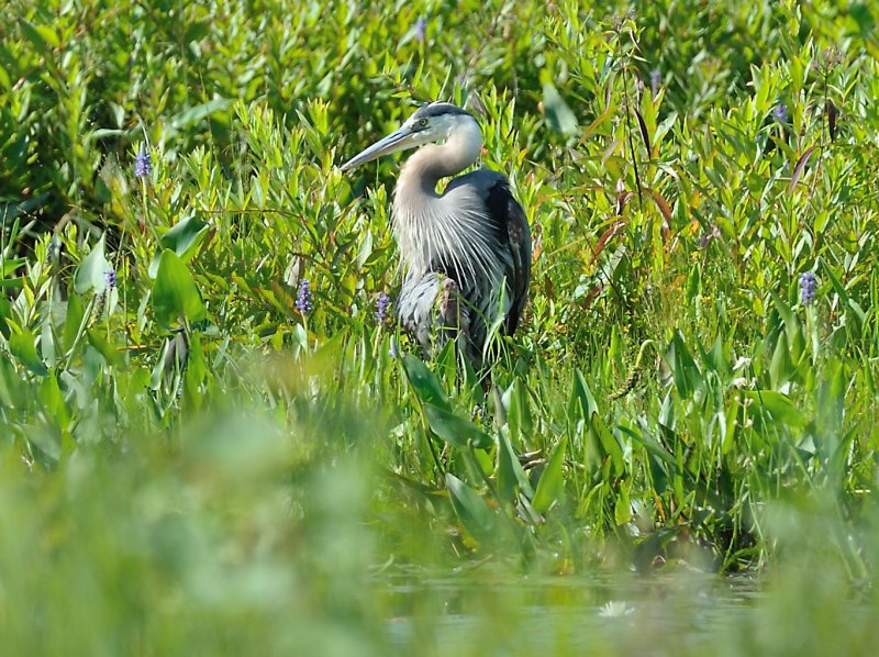 Great Blue Heron