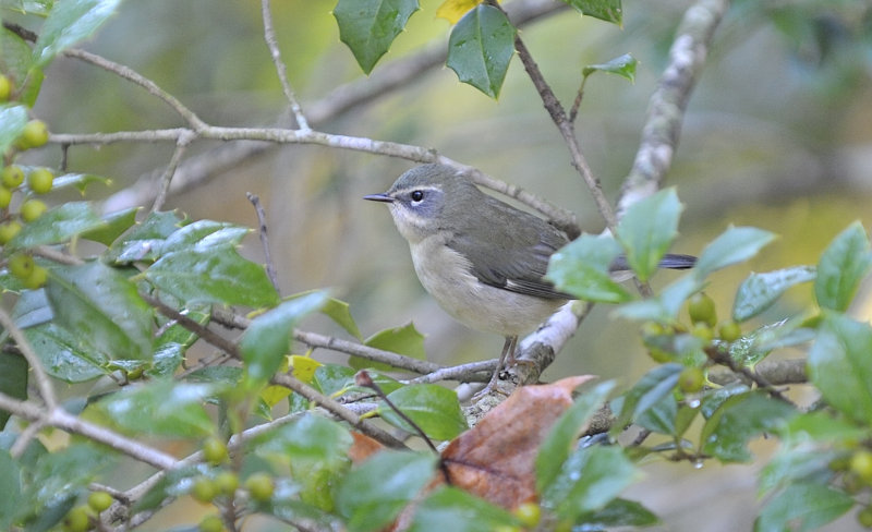 Black-throated Blue Warbler (Female)