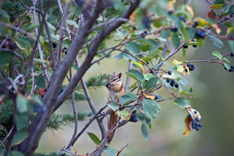Western Chipmunk
