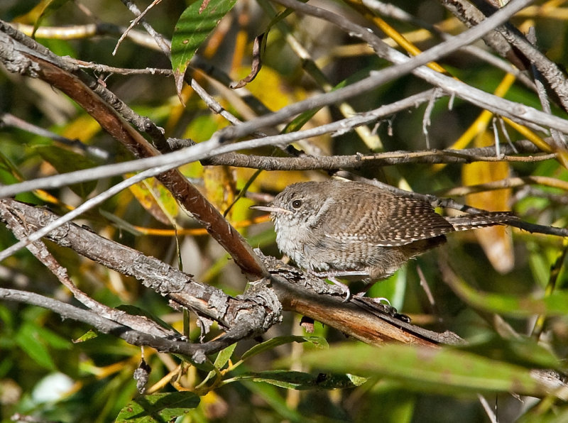 Wren