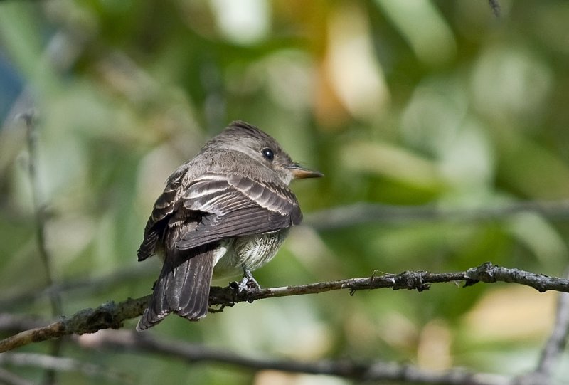 Willow Flycatcher