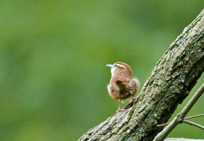 Carolina Wren