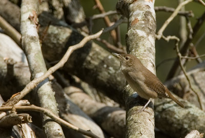 House Wren