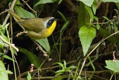 Common Yellowthroat - (Male)