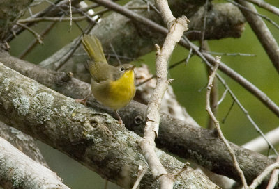 Common Yellowthroat - (Female)