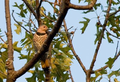 Northern Flicker - Yellow-shafted (Female)