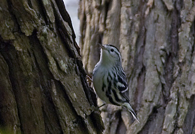 Black-and-White Warbler - Female
