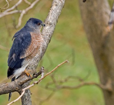 Cooper's Hawk