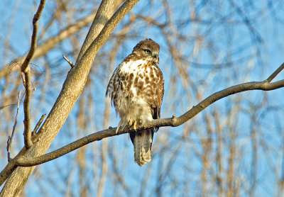 Young Red-tailed Hawk