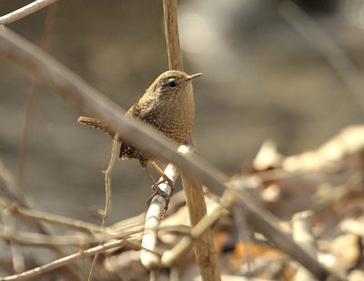 Winter Wren