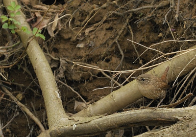 Winter Wren