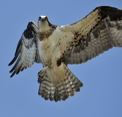 Osprey (Female)