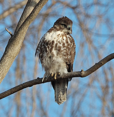 Young Red-tailed Hawk