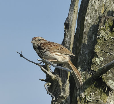 Song Sparrow