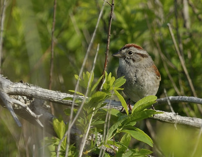 Swamp Sparrow