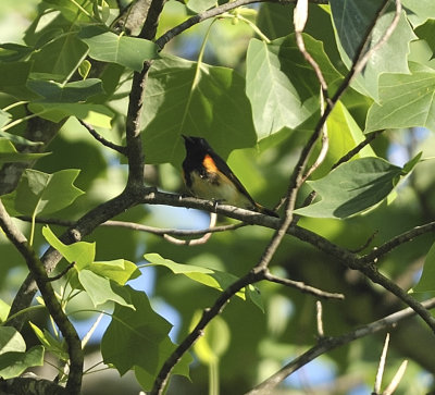 American Redstart (Male)