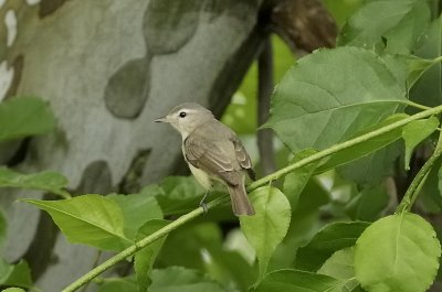 ^Warbling Vireos