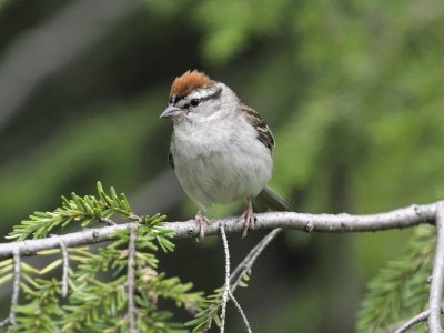 Chipping Sparrow