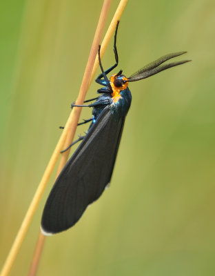 Virginia Ctenucha Moth