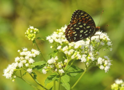 Great Spangled Fritillary Butterfly