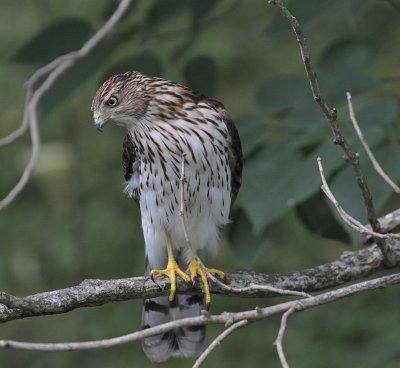 Juvenile Cooper's Hawk