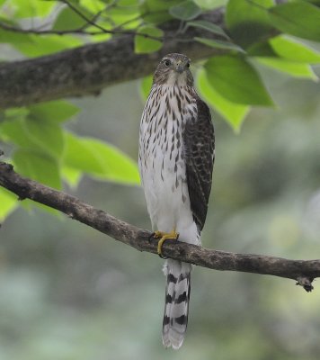 Sharp-shinned or Juvenile Cooper's Hawk (?)
