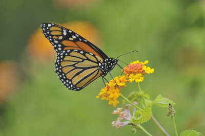 Male Monarch Butterfly