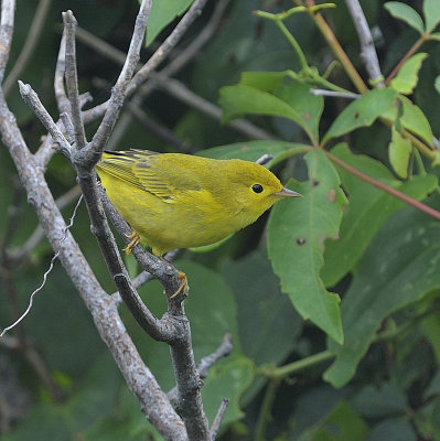 Yellow Warbler