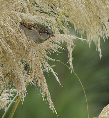 Sparrow in the Grass