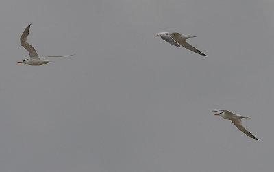 Terns on-the-wing