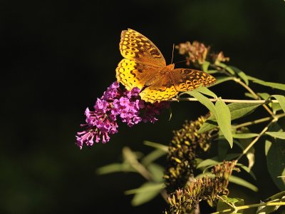 Great Spangled Fritillary Butterfly