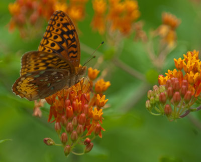 Great Spangled Fritillary Butterfly