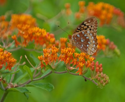 Great Spangled Fritillary Butterfly