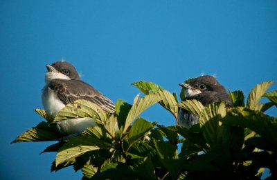 Eastern Kingbirds (Immature)
