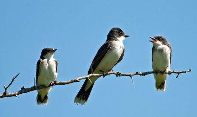Eastern Kingbird Flycatchers