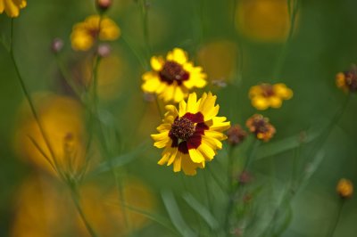 Field Wildflowers