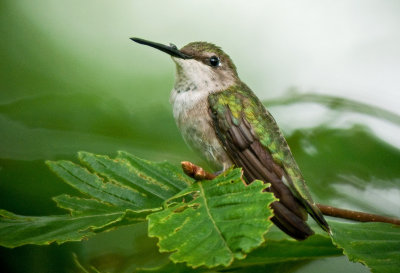 Ruby-Throated Hummingbird