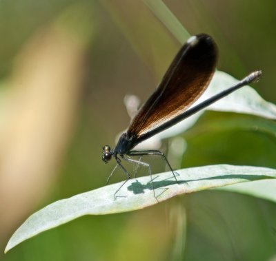 Ebony Jewelwing Damselfly (Female)