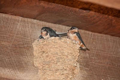 Barn Swallows (Immature)