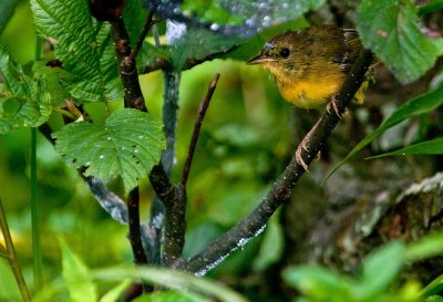 Immature Common Yellowthroat Warbler