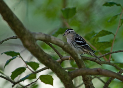 Black-and-White Warbler (Female)