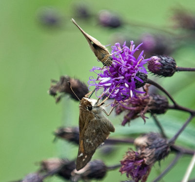 Ironweeds with Skippers