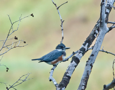 Belted Kingfisher (Female)