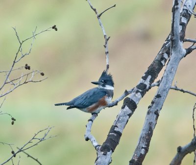 Belted Kingfisher (Female)