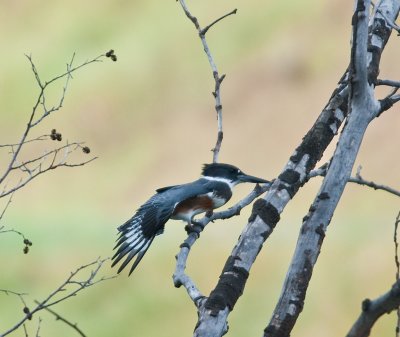 Belted Kingfisher (Female)