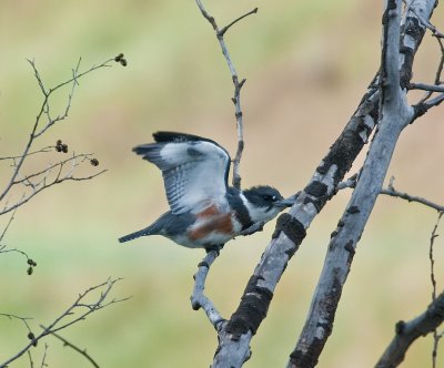 Belted Kingfisher (Female)