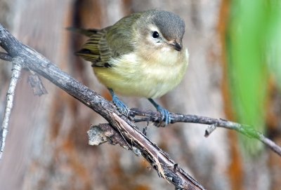 Fall Unknown Vireos