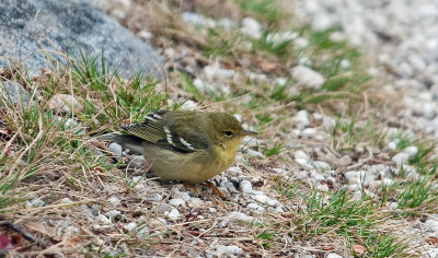 Blackpoll Warbler