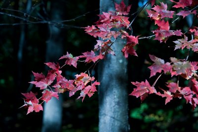 Fall Colors