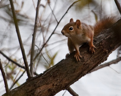 Red Squirrel